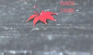 答金直