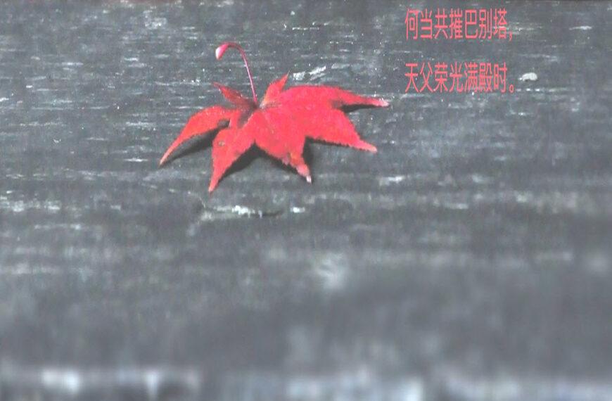 答金直