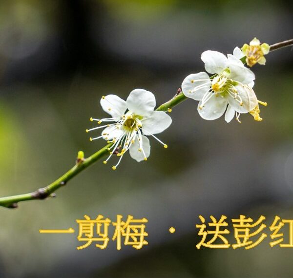 一剪梅 – 送彭红师母