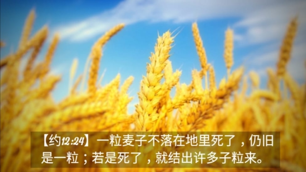 枪响之后