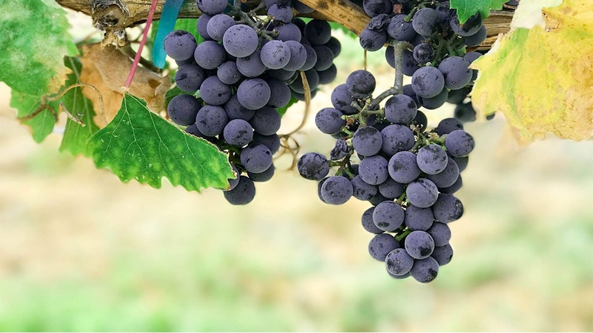 Fruitfulness in Ministry