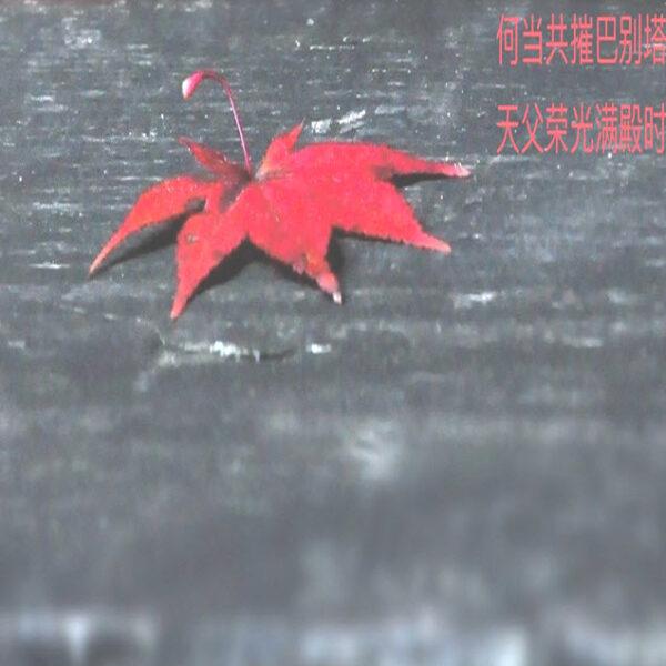 答金直